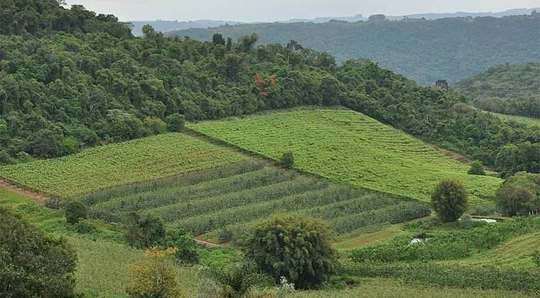 Vinícola Simonetto