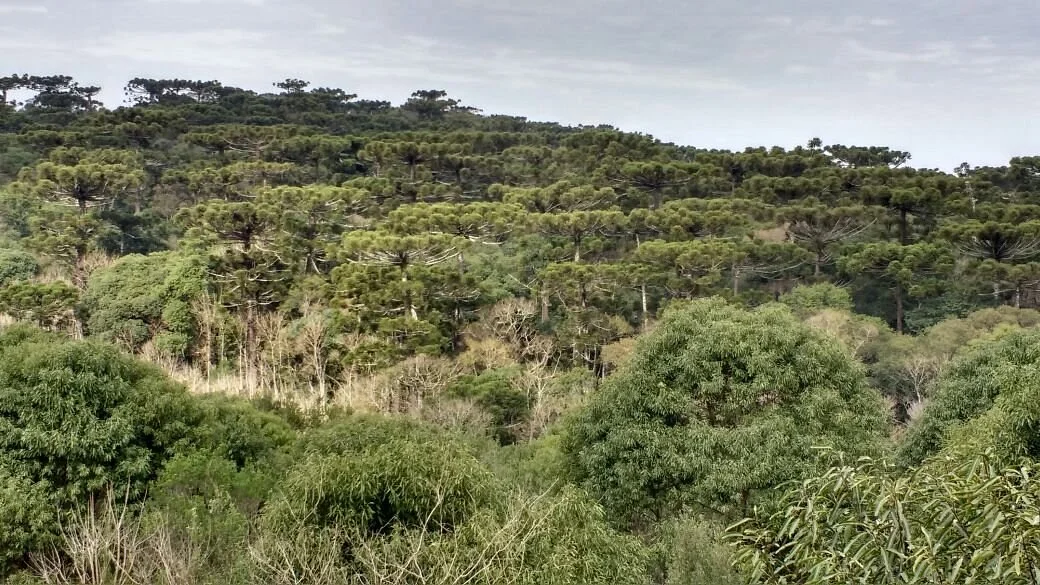 Parque Estadual das Araucárias