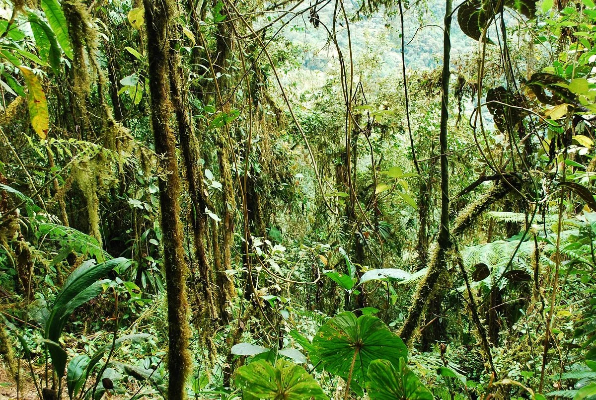 Pacha Quindi Nature Refuge