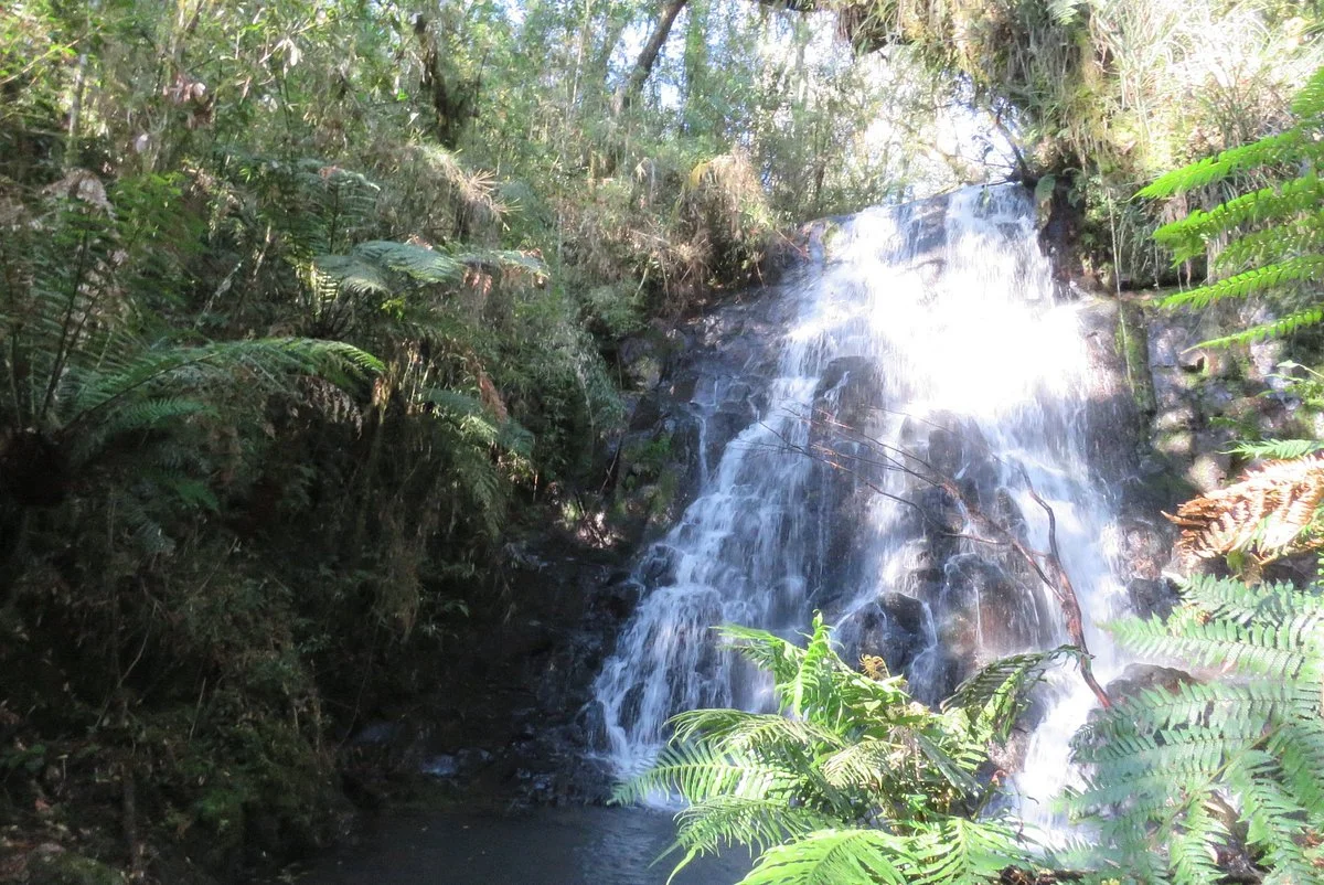 National Park of Araucarias