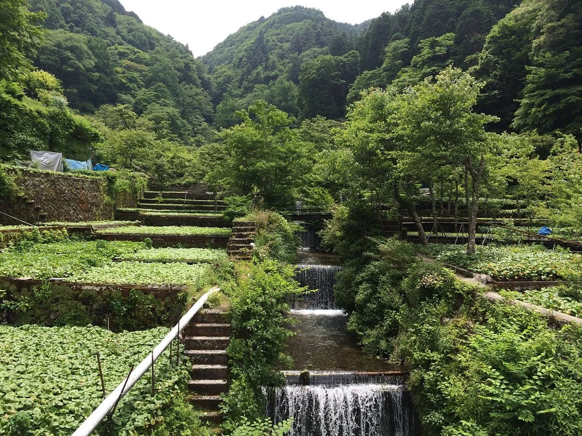 Wasabi Fields of Ikadaba