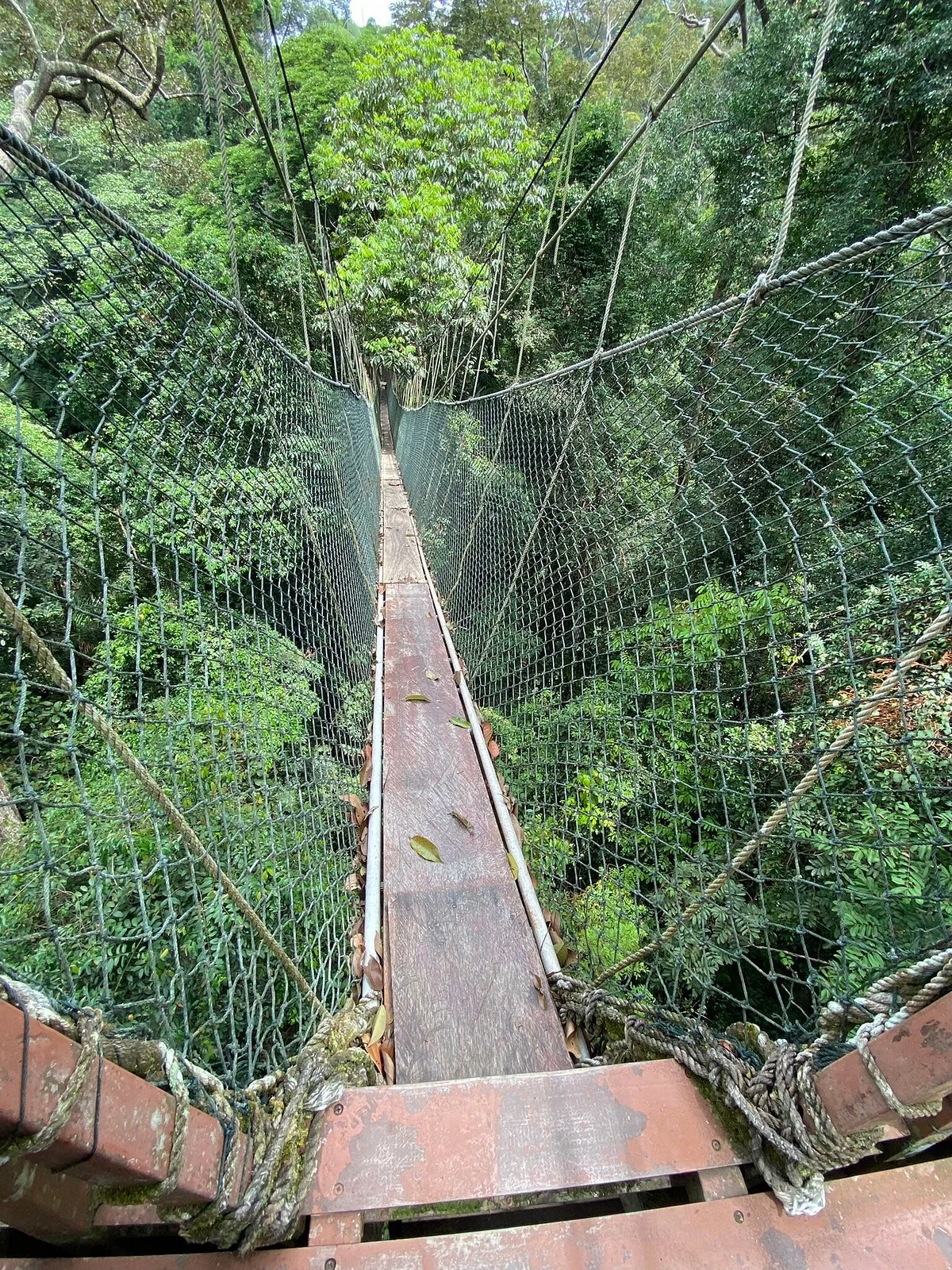Taman Negara Canopy Walkway
