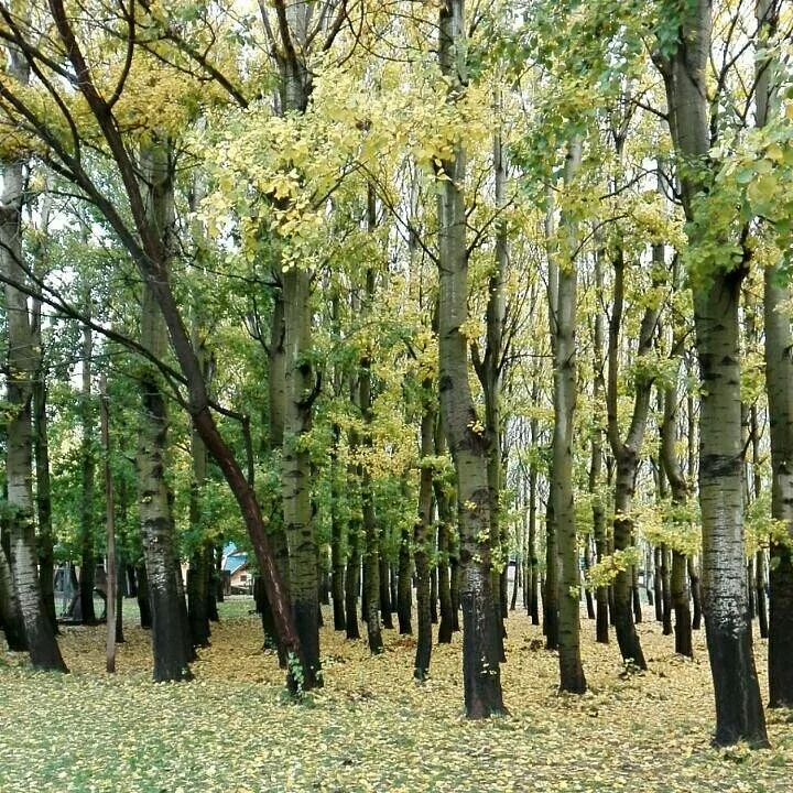 Ayer Park