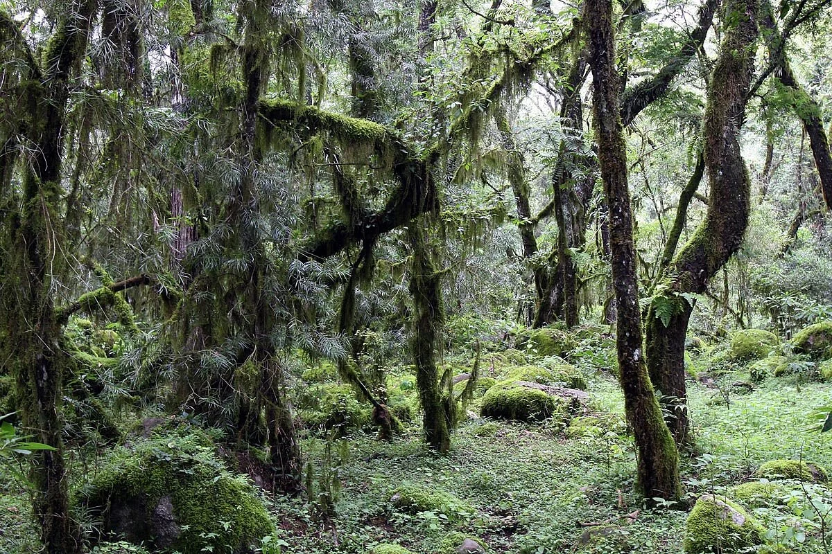 Reserva Nacional El Nogalar de Los Toldos