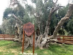 Olivo Cuatricentenario