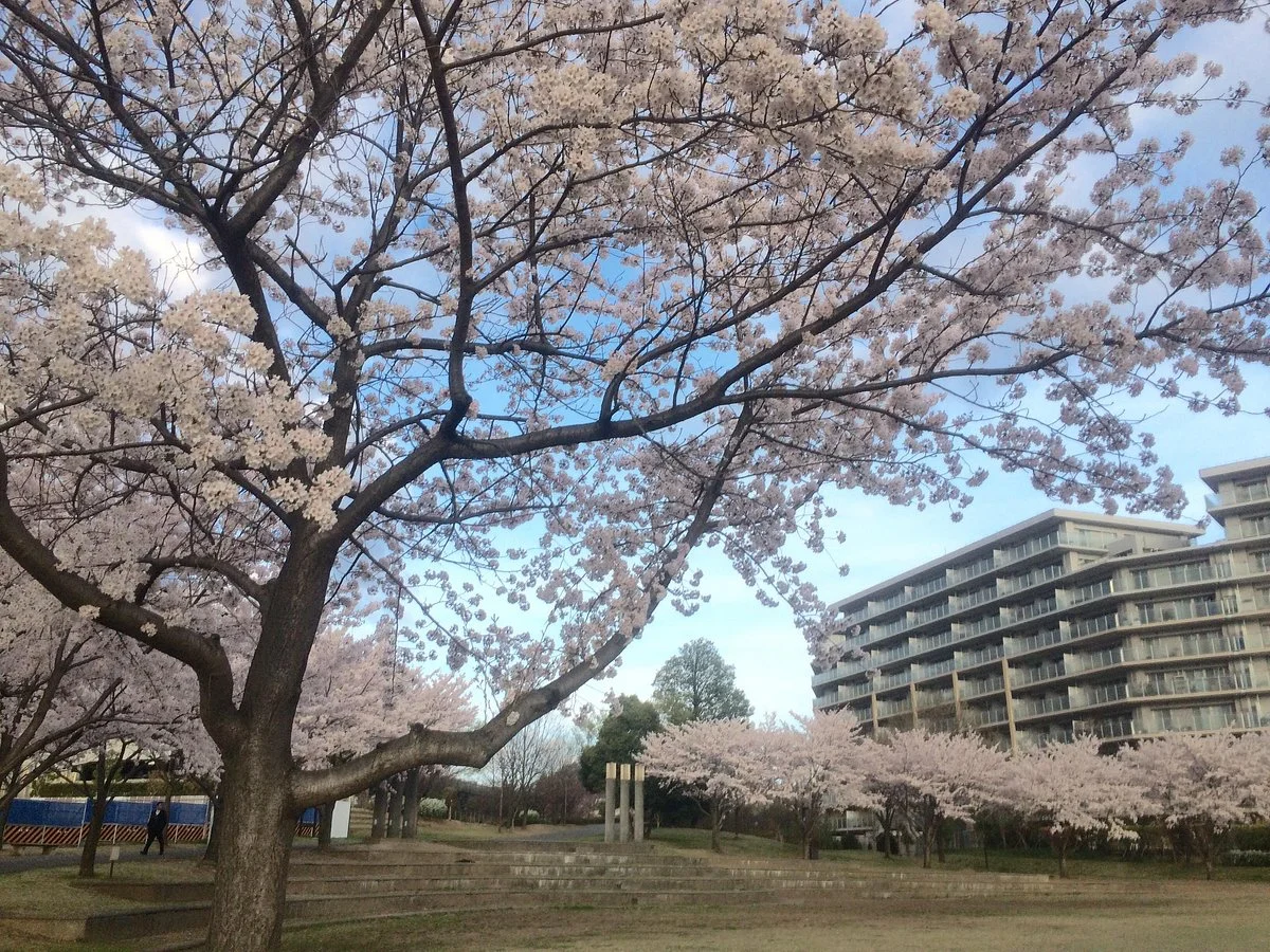 Wakabadai Park