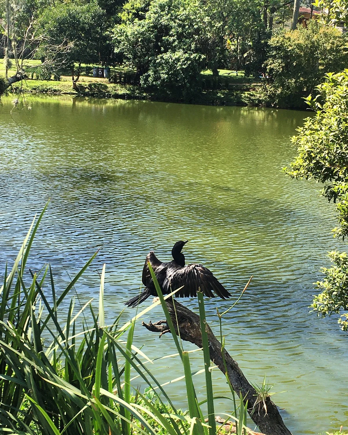Jardim Botanico de Florianopolis