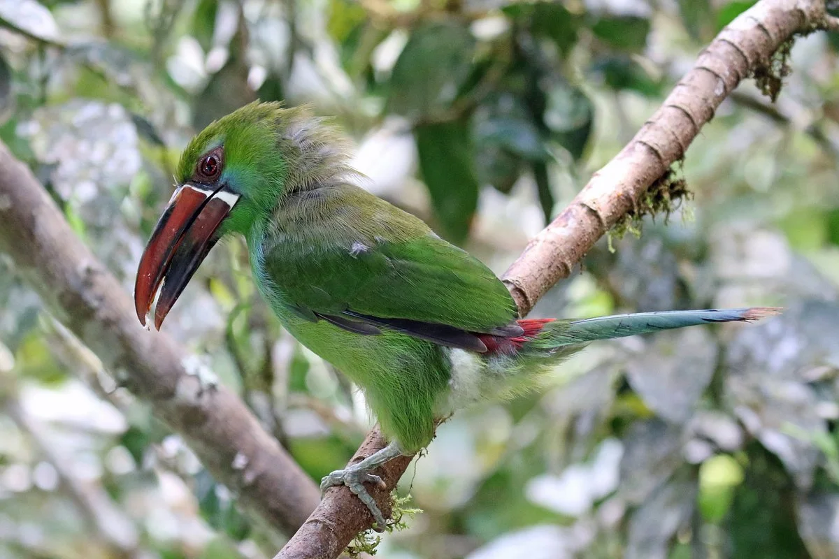Avistamiento de Aves Dona Dora