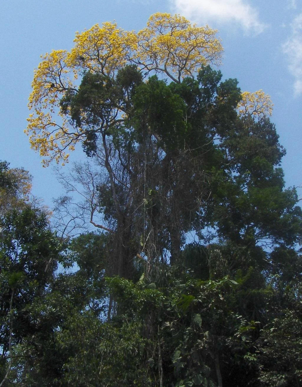 Bosque Santa Lucia