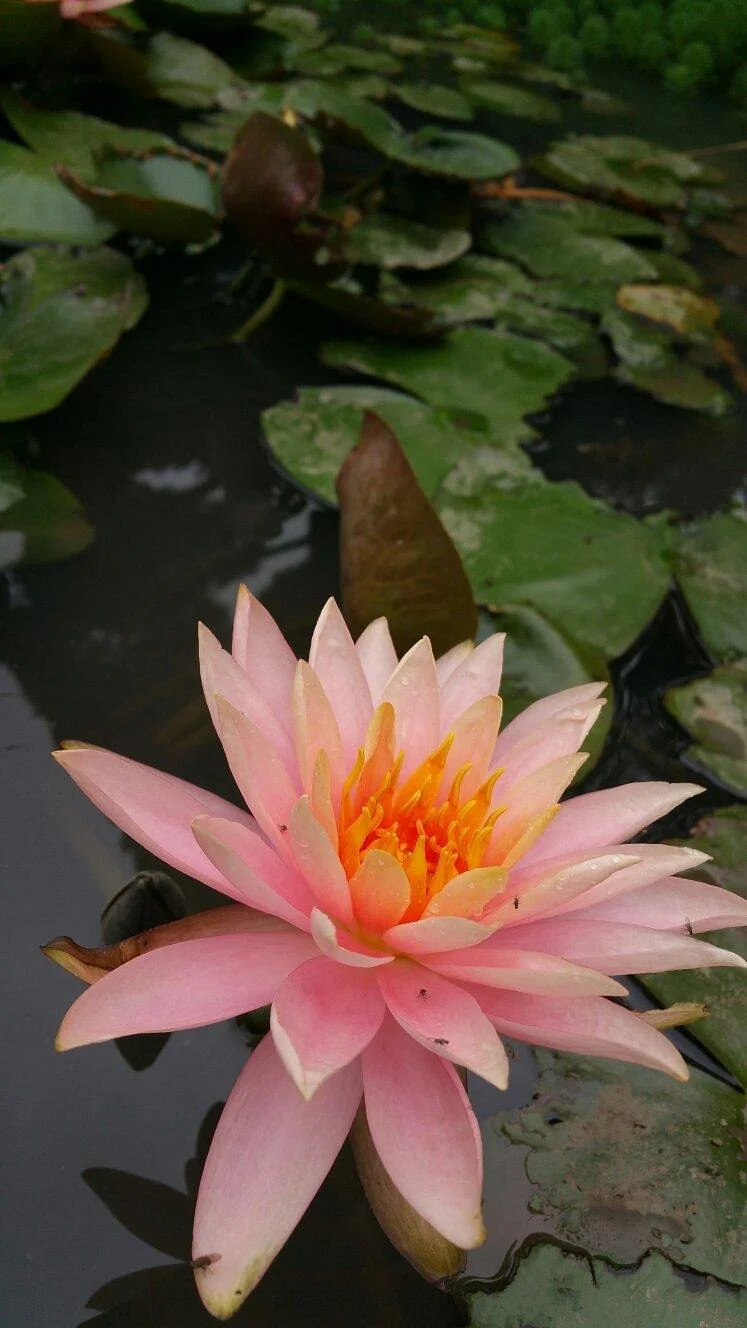 Hefei Botanical Garden