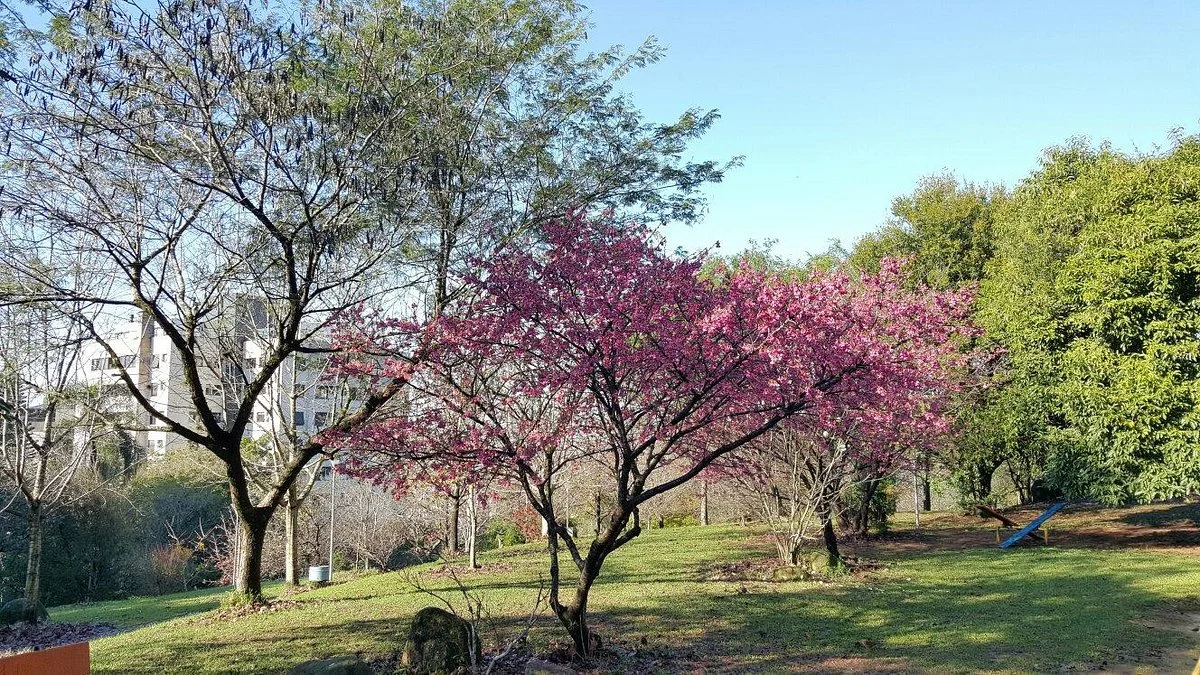 Praça Gustavo Langsch