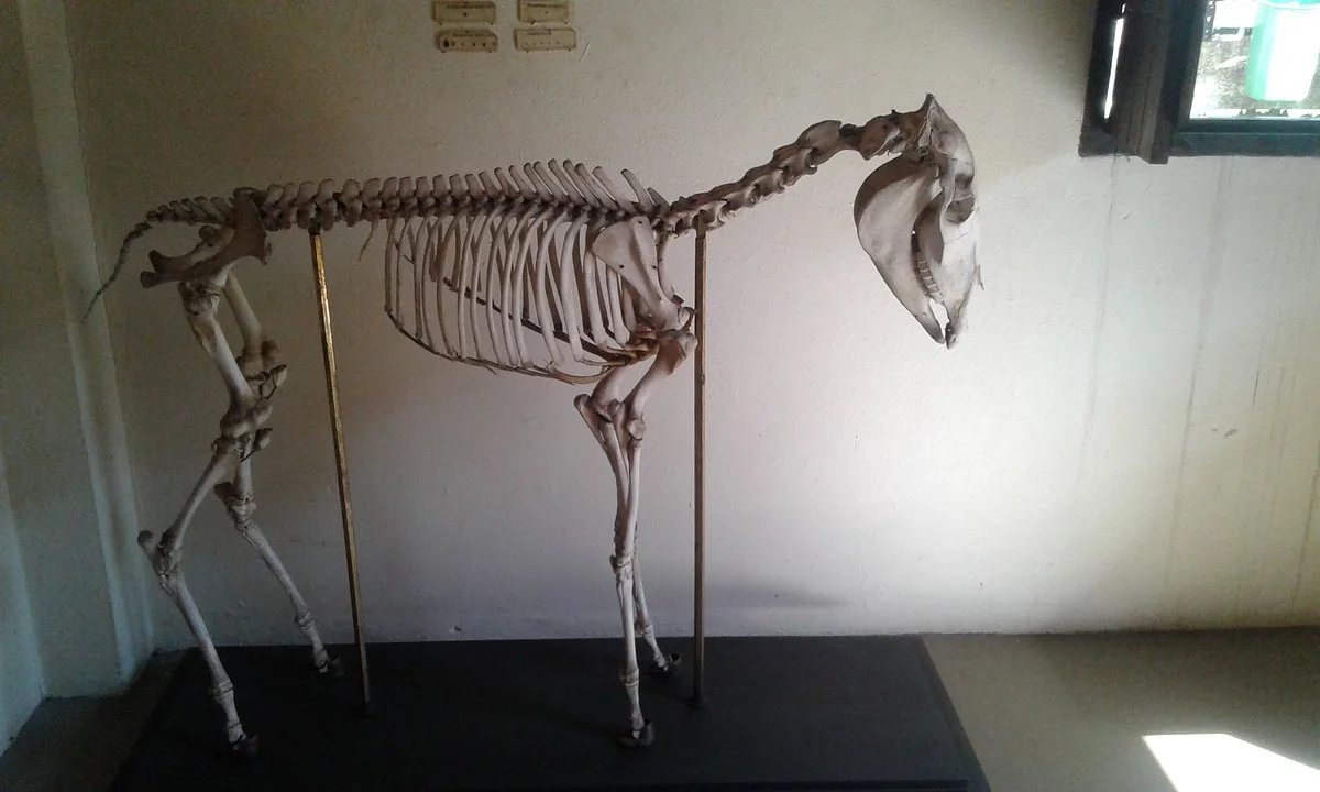 Museu de Historia Natural de Cravinhos