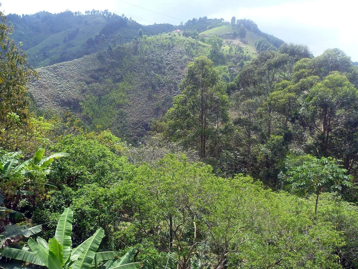 Eco Reserva Susurros Del Bosque