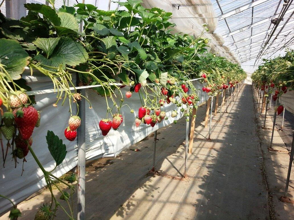 JA Miyagiwatari Yoshida Kanko Strawberry Farm