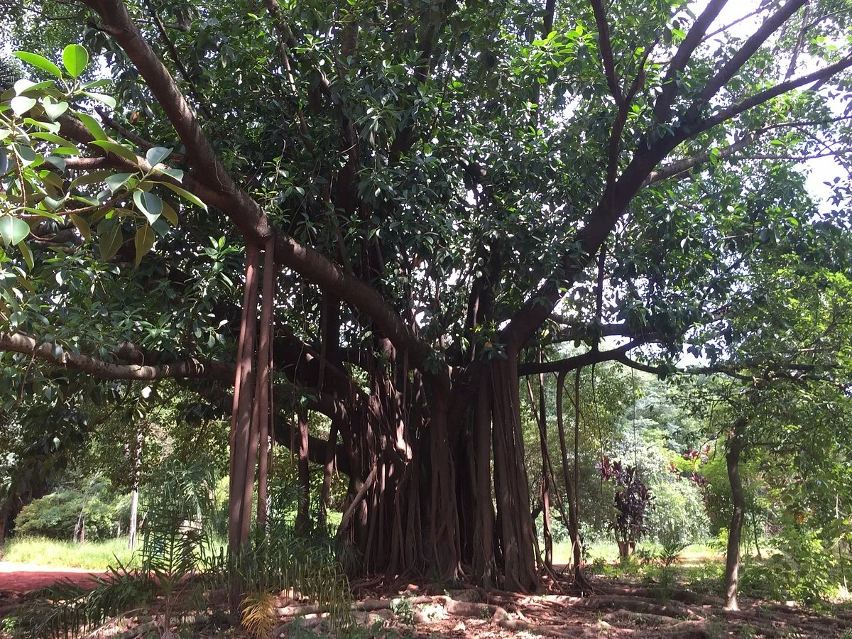 Chacara do Jockey Municipal Park