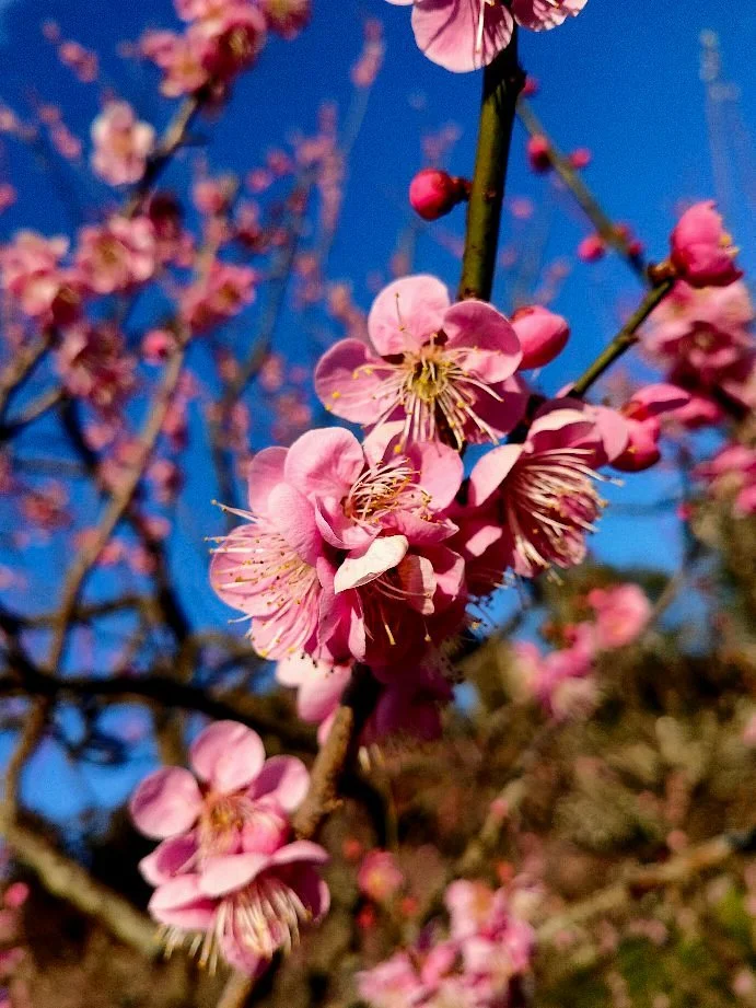 Mito Ume Blossom Matsuri