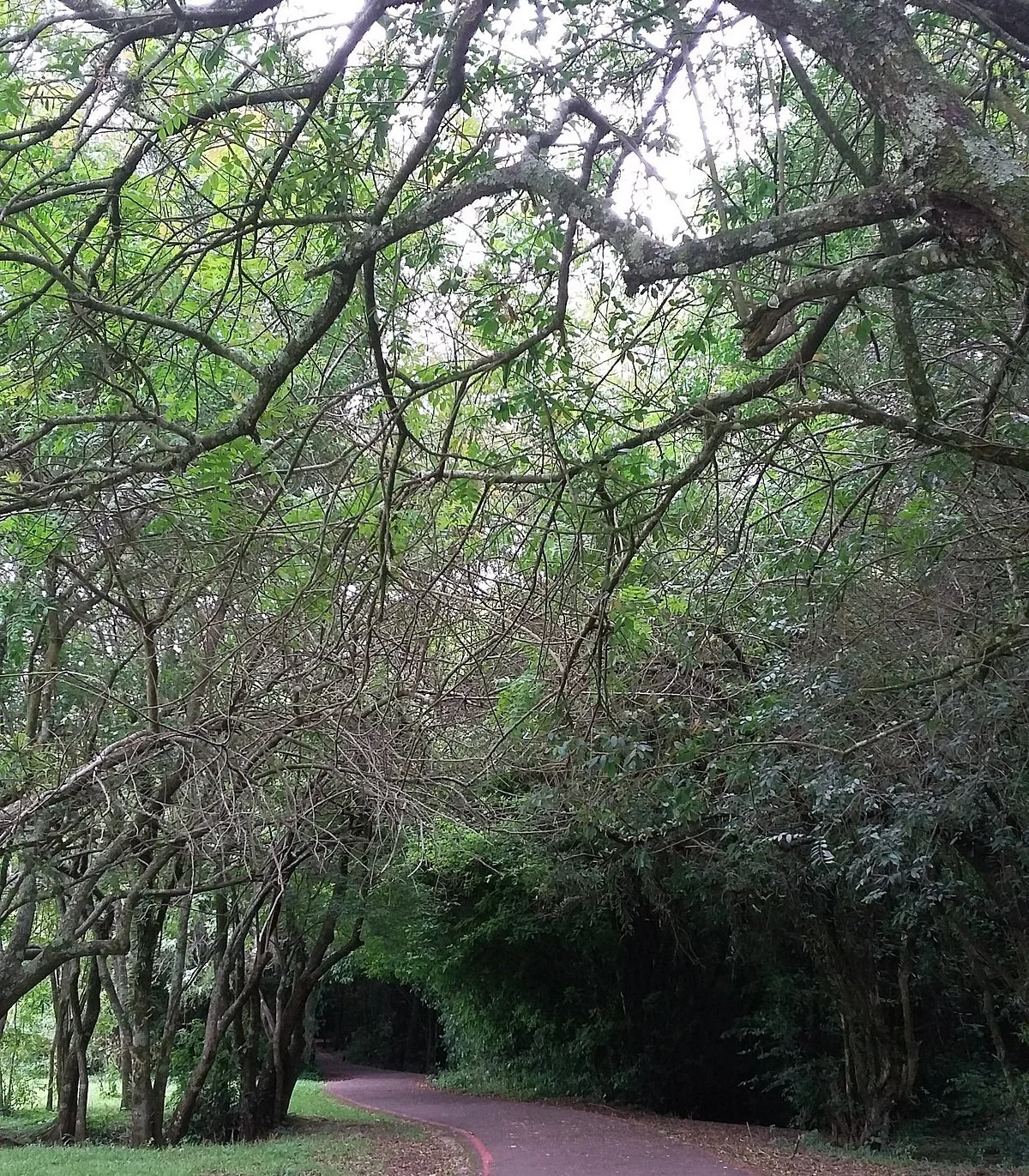 Parque Cambuí