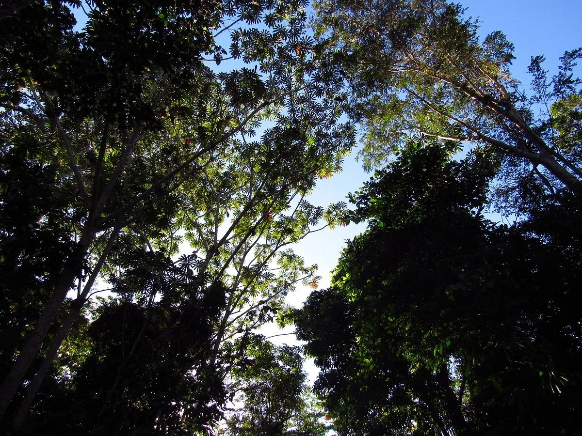 Parque Nacional do Jamanxim
