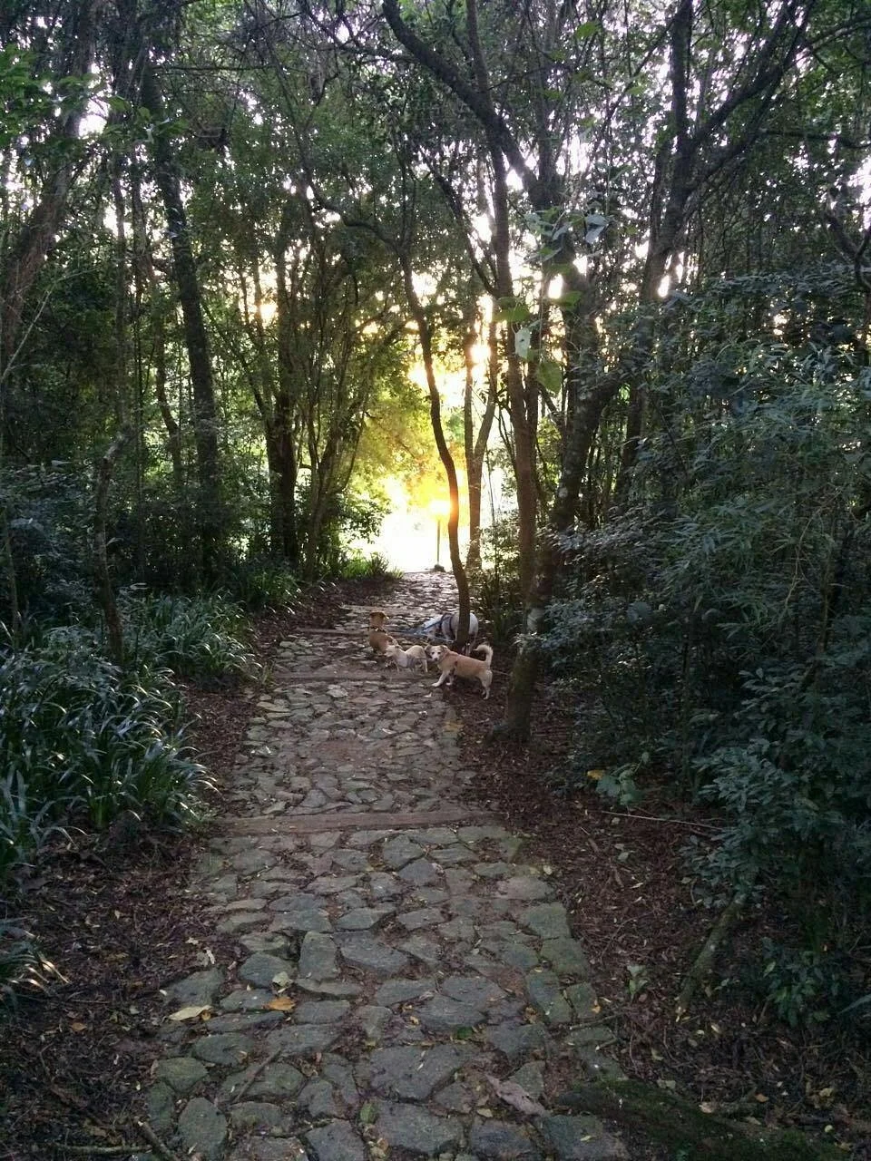 Gutierrez Woods Chico Mendes Memorial