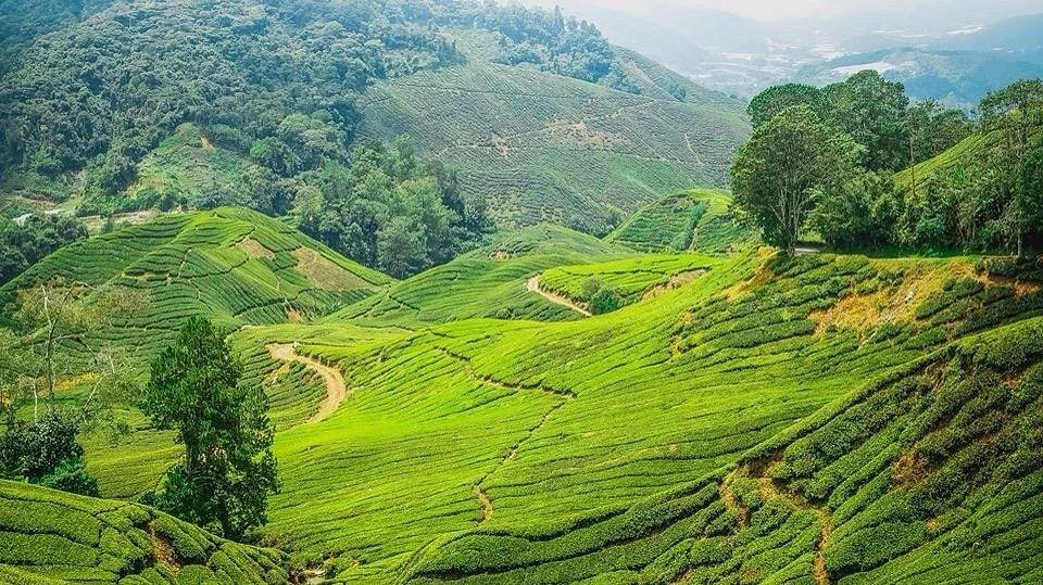 Cameron Bharat Tea Estate