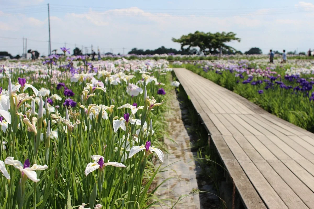 Shobujoshi Ayame Garden
