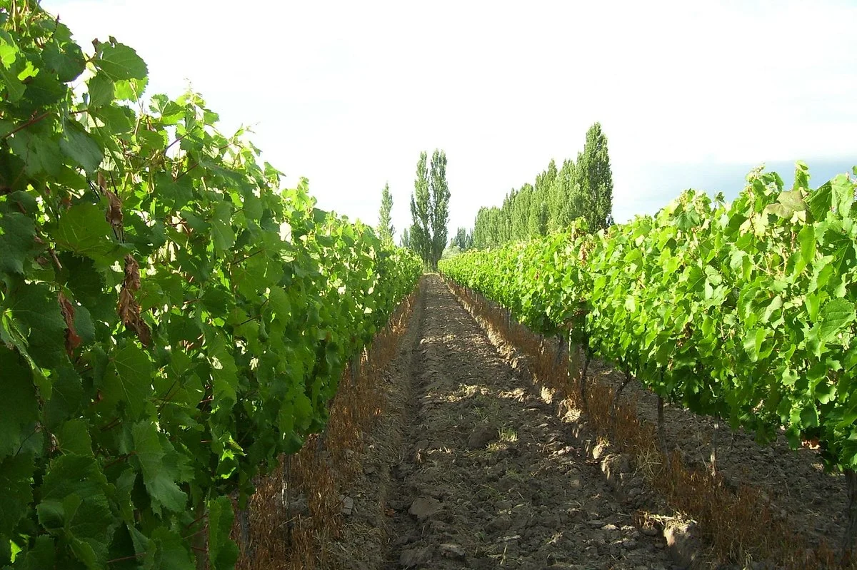 Bodega Stocco de Viani