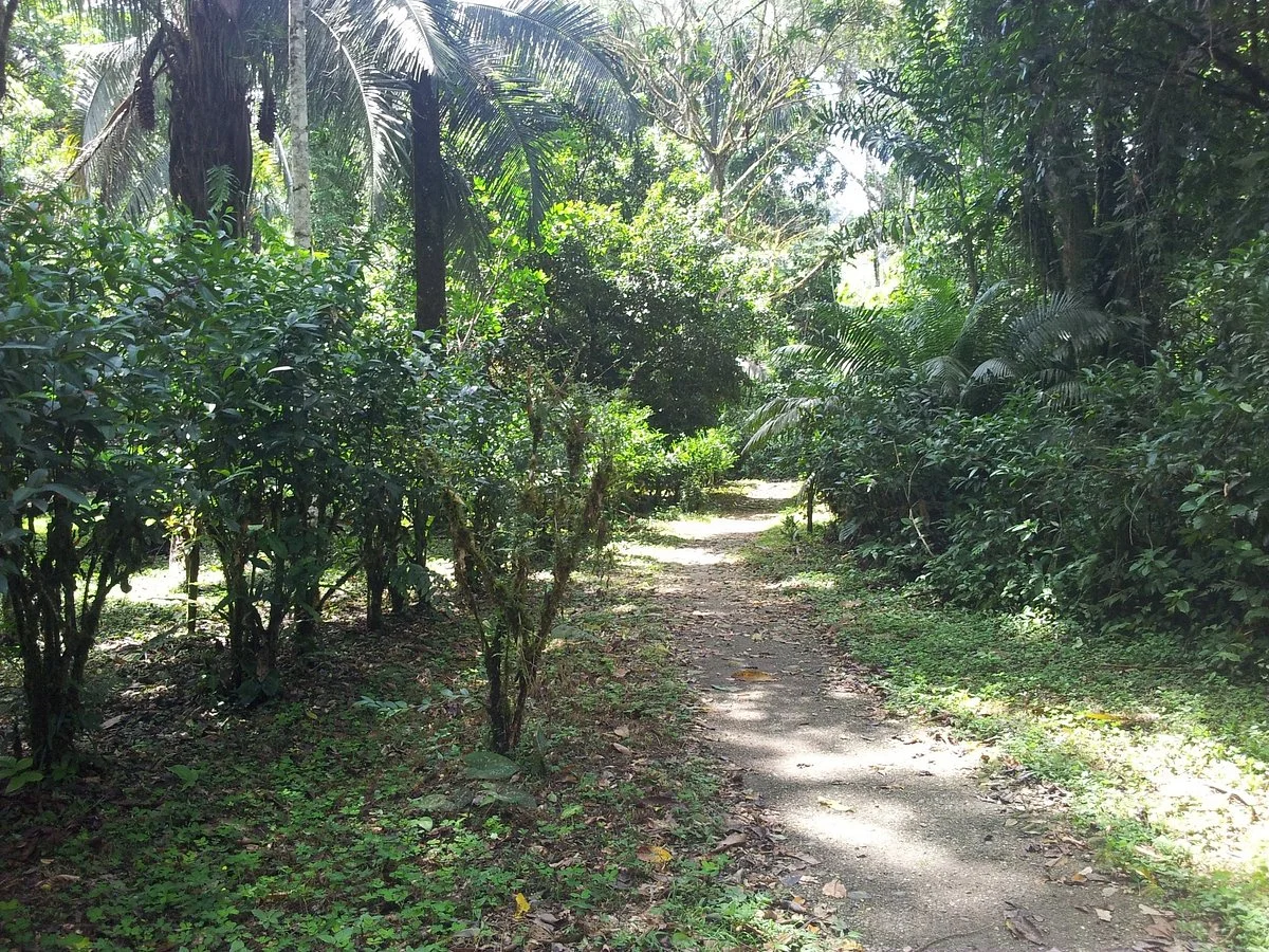 Jatun Sacha Biological Reserve