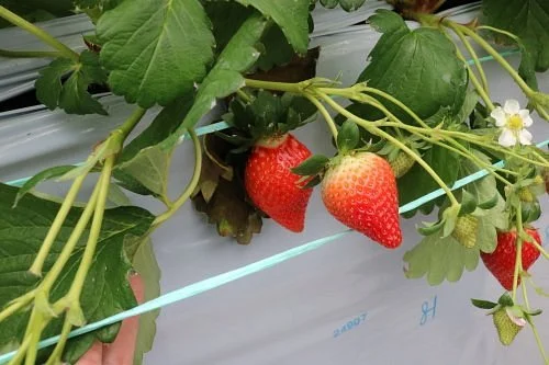 Strawberrieno Shimoda