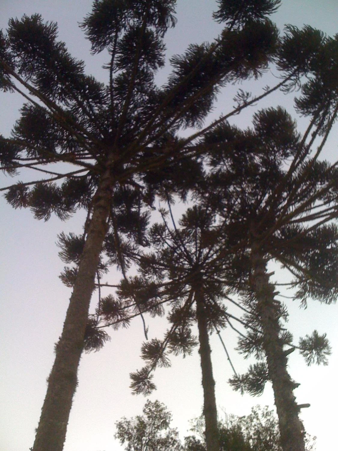 Dr. Martim Lutero Forest