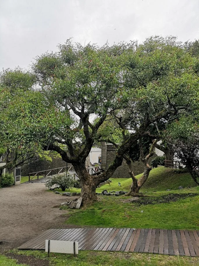 Plaza 1811
