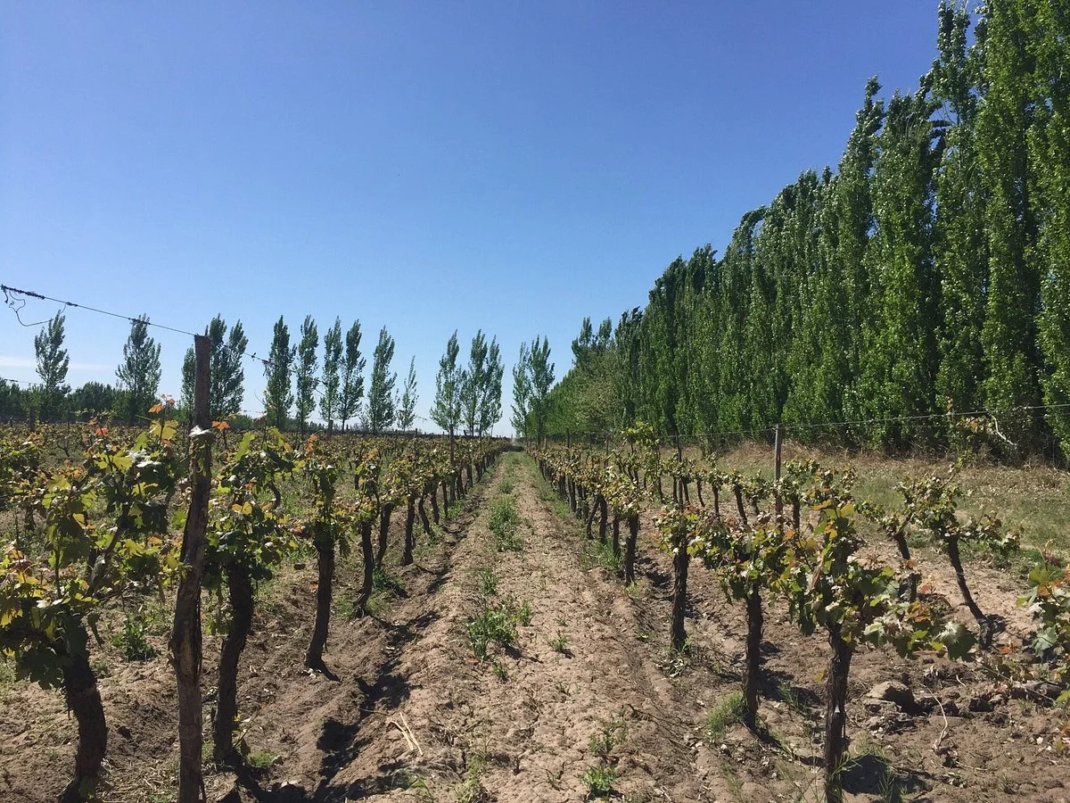 Vinecol