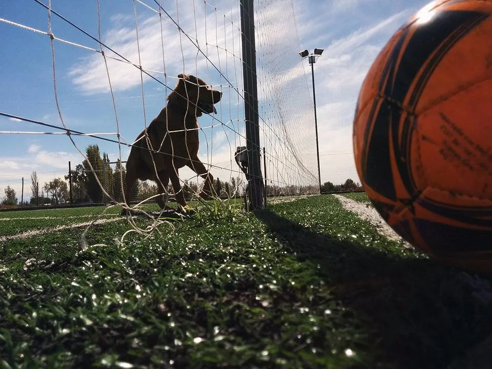 Bosco Futbol