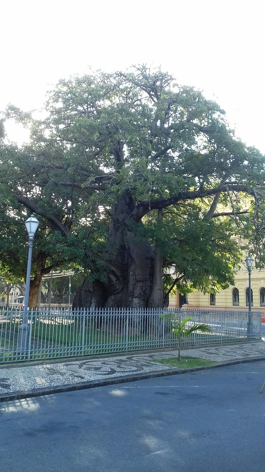 Arvore Baoba