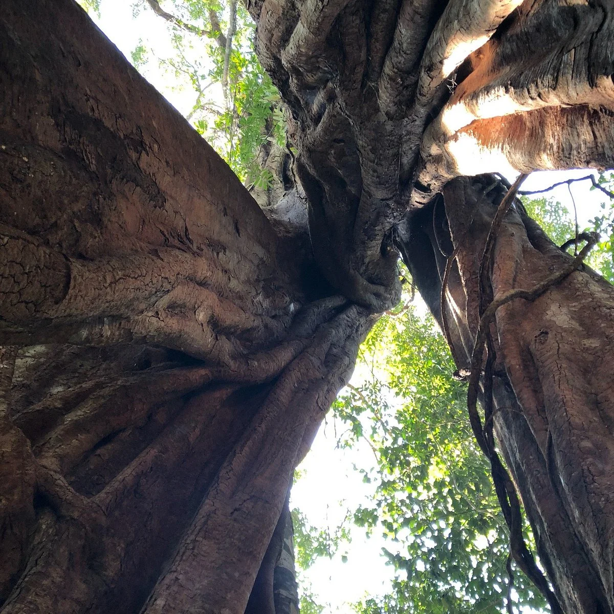 Piyamit Millennium Tree