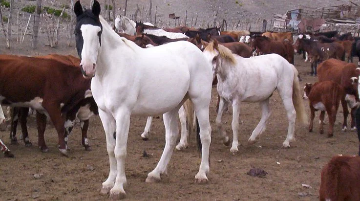 Horseback Riding Expeditions