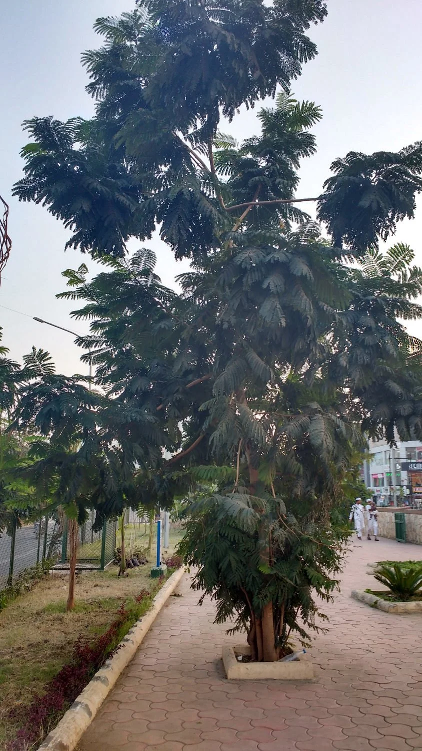 Linear Park
