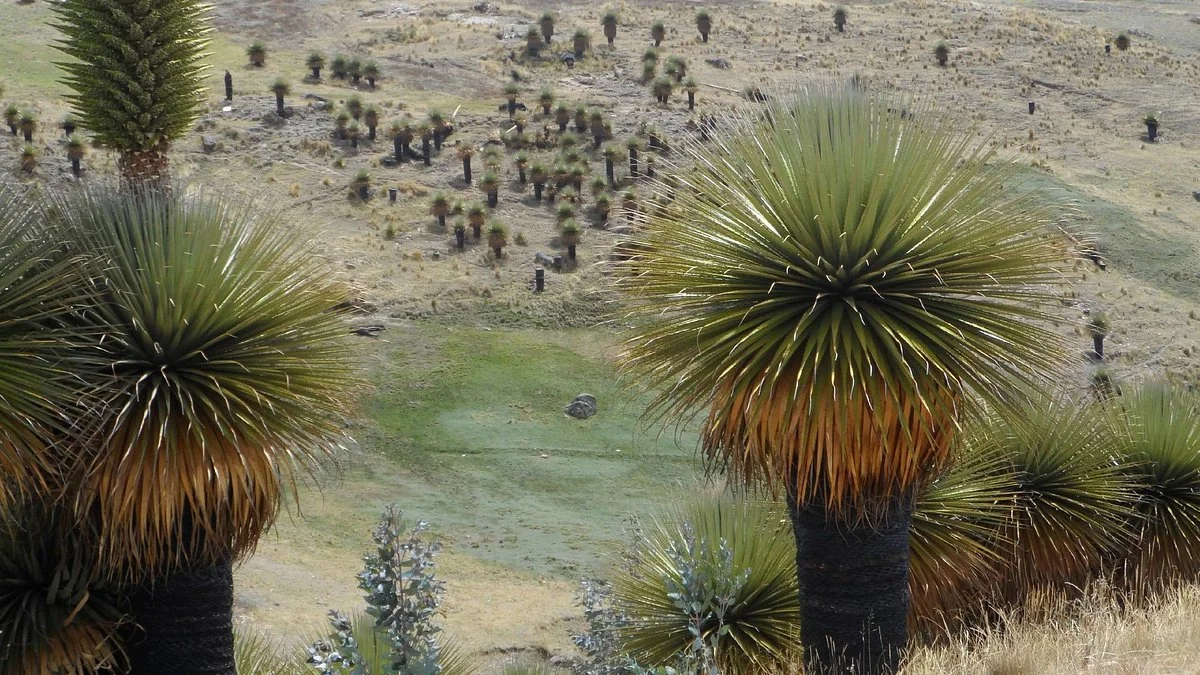 Bosque de Titankayoc