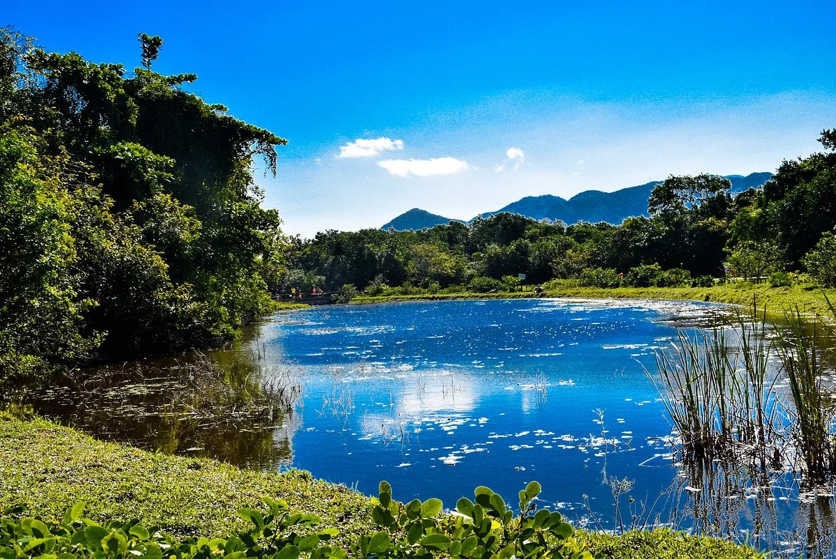 Bosque da Barra