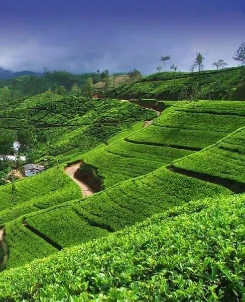 Damro Labookellie Tea Centre and Tea Garden