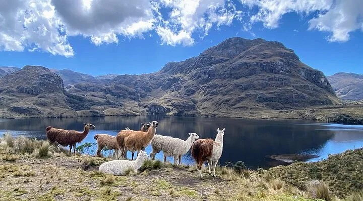 Plazoleta Del Farol