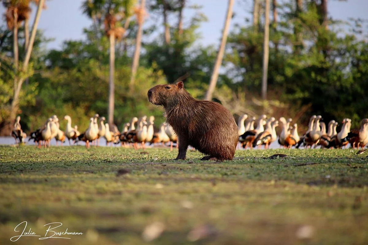 Wild Llanos Tours and Safaris