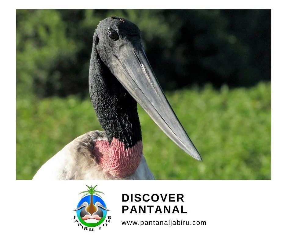 Jabiru Tour