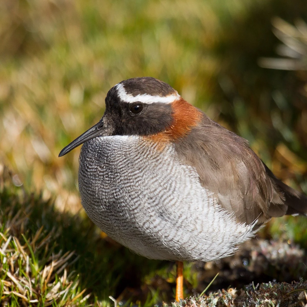 Albatross Birding And Nature Tours