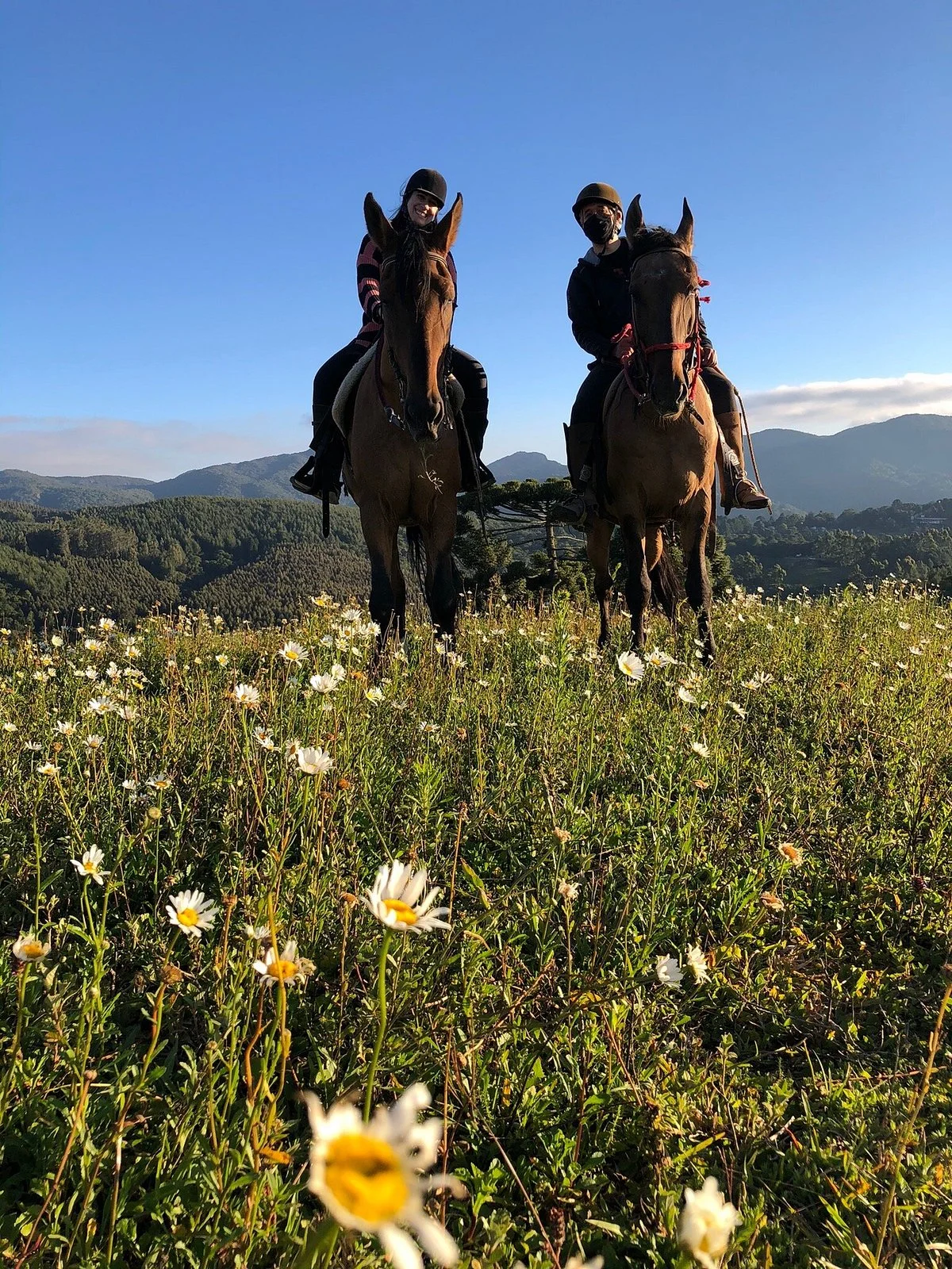 Haras Encanto Horse