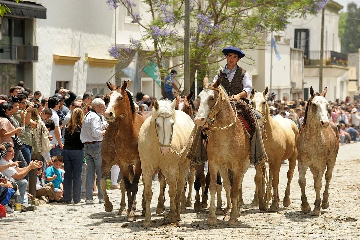 Areco Tradicion