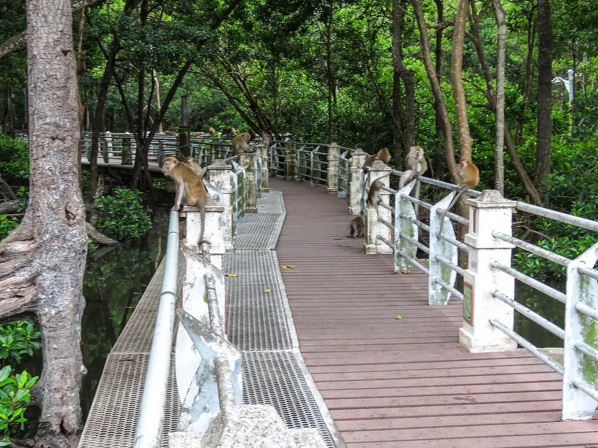 Mangrove Swamp Park