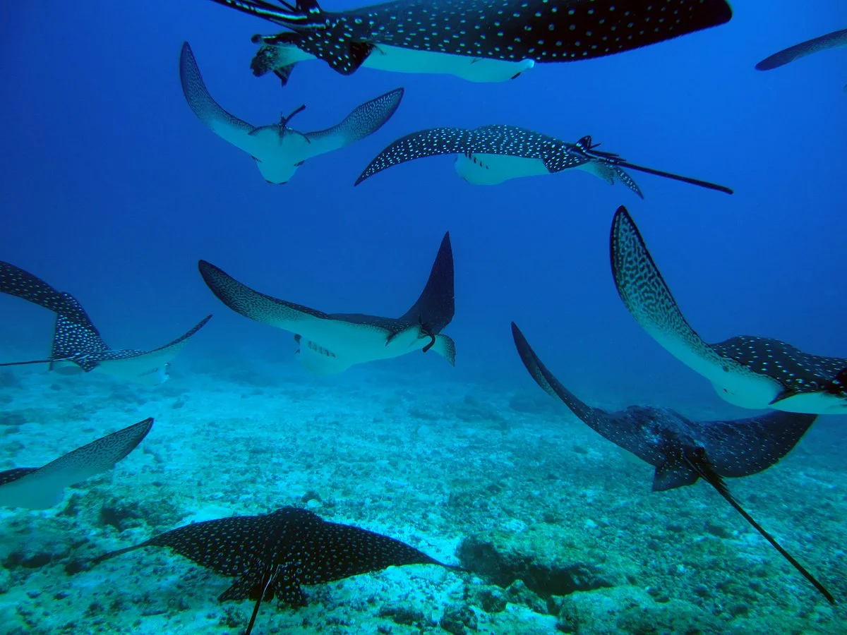 Academy Bay Diving