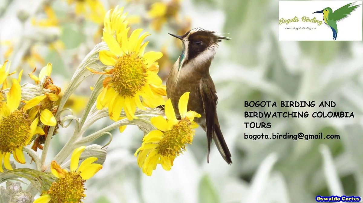 Bogota Birding