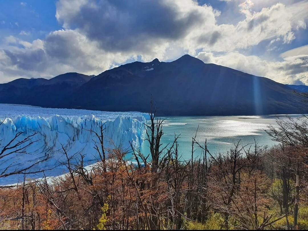 Blue Calafate