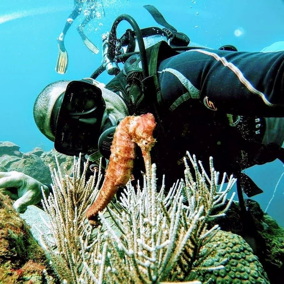 i am diver taganga dive